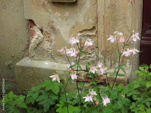 Die Elfen des Gartens photo