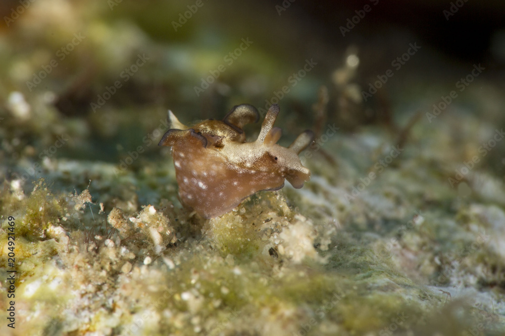 Nudibranch Aplysia parvula. Picture was taken in the Banda sea, Ambon, West Papua, Indonesia