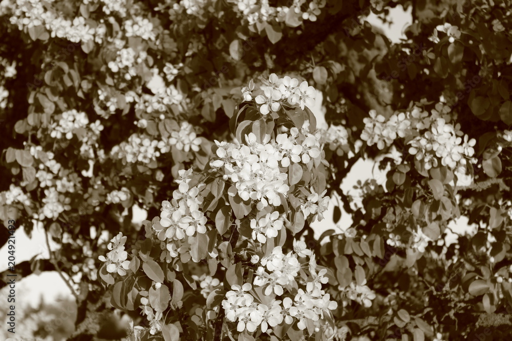 Flowering garden trees. Close-up. Images in sepia tones. Flowering garden trees. Close-up. Images in sepia tones.
