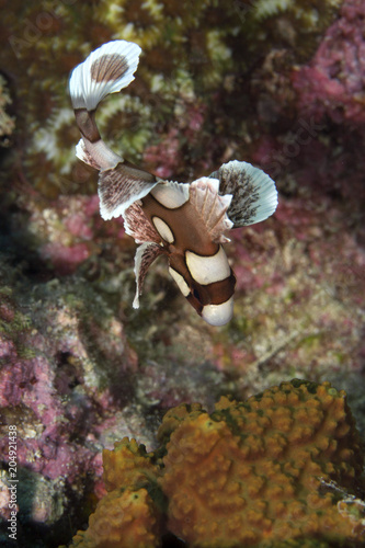 Juvenile harlequin sweetlips (Plectorhinchus chaetodonoides)  in the Banda sea, Ambon, West Papua, Indonesia photo