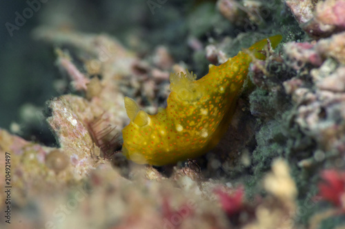Orange Sea slug (Gymnodoris Sp). Picture was taken in the Banda sea, Ambon, West Papua, Indonesia