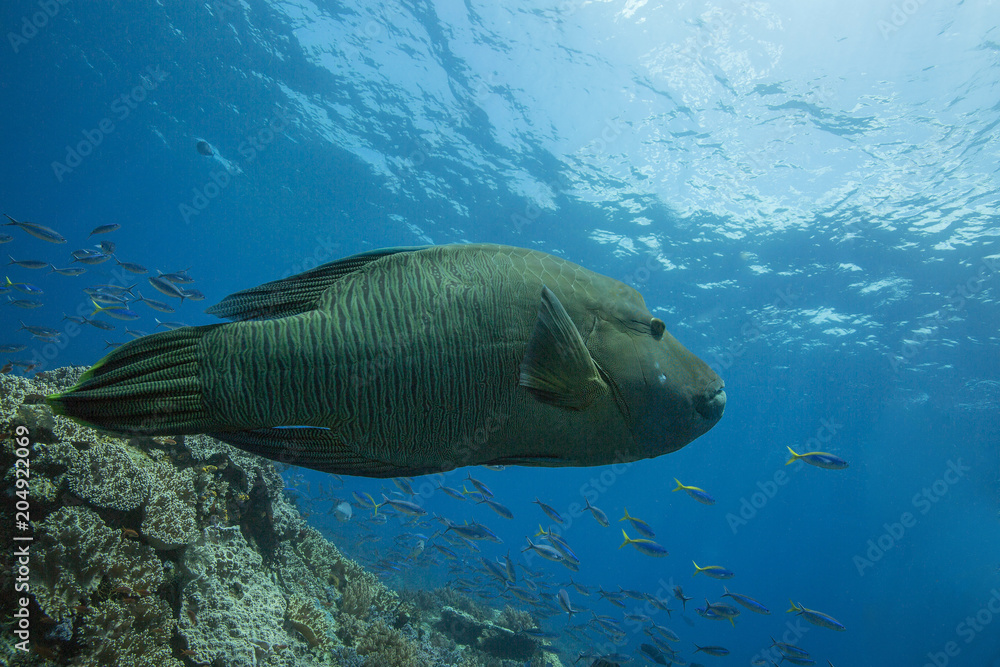 Naklejka premium Napoleon Fish / Humphead Wrasse (Cheilinus undulatus) in in the Ceram sea, Raja Ampat, West Papua, Indonesia