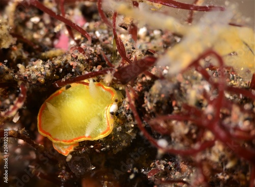 nudibranch © 賢二 市村