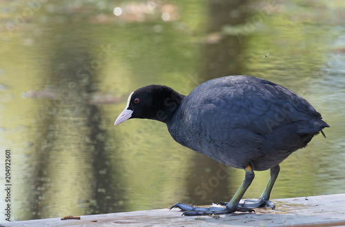 Photography Eurasian coot