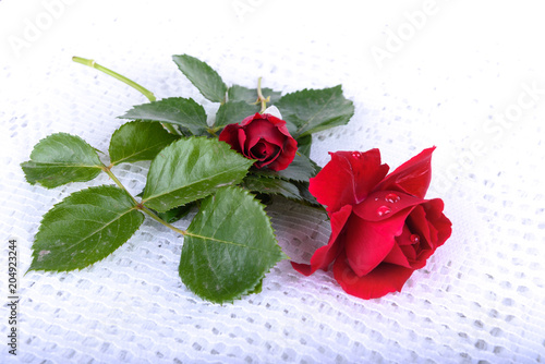 Red rose isolated on a white background, close up