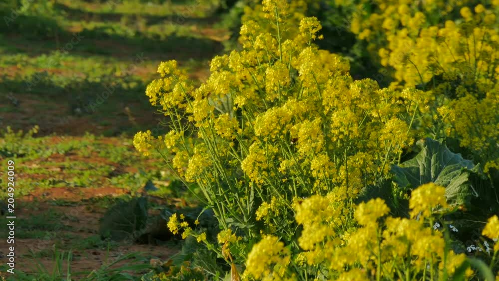 Broccoli yellow flowers in an organic farm, after harvest, and bee taking pollen. Broccoli yellow flowers in an organic farm, after harvest, and bee taking pollen.