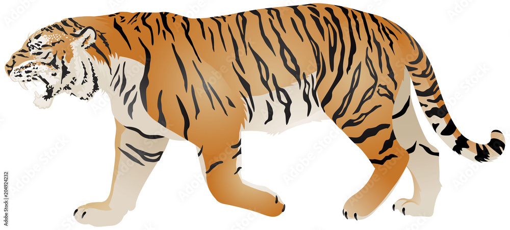 Tiger walk, wild animal realistic color vector illustration Stock Vector |  Adobe Stock