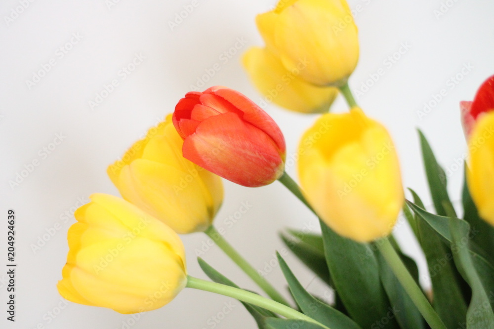 Fototapeta premium tulipany 3