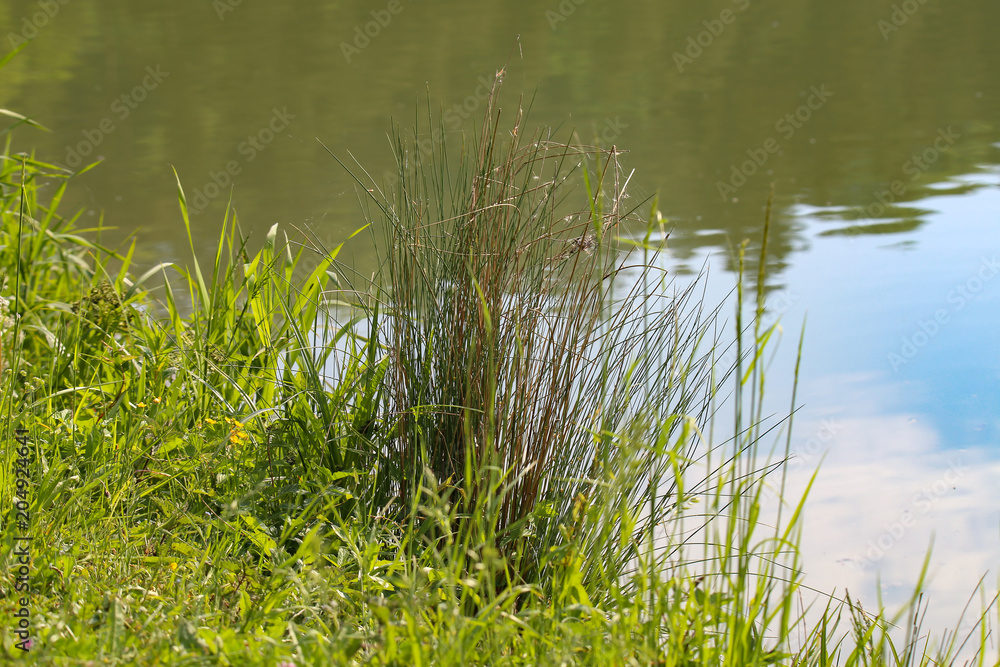 Sedge bush on the lake shore Sedge bush on the lake shore