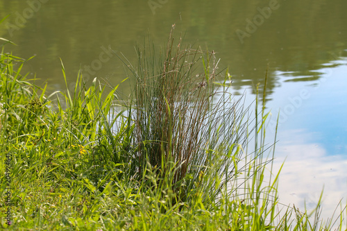 Sedge bush on the lake shore