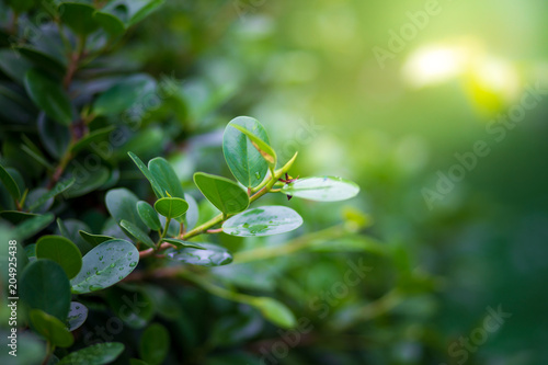 Plant with rain water drop and Saplings of plant sunlight over green background environment
