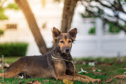 Amazing portrait of young dog during sunset sitting in grass on blurred background