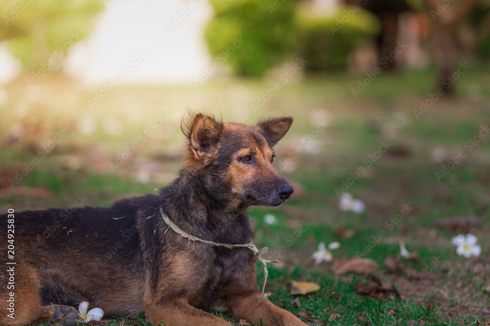 Amazing portrait of young dog during sunset sitting in grass on blurred background Amazing portrait of young dog during sunset sitting in grass on blurred background