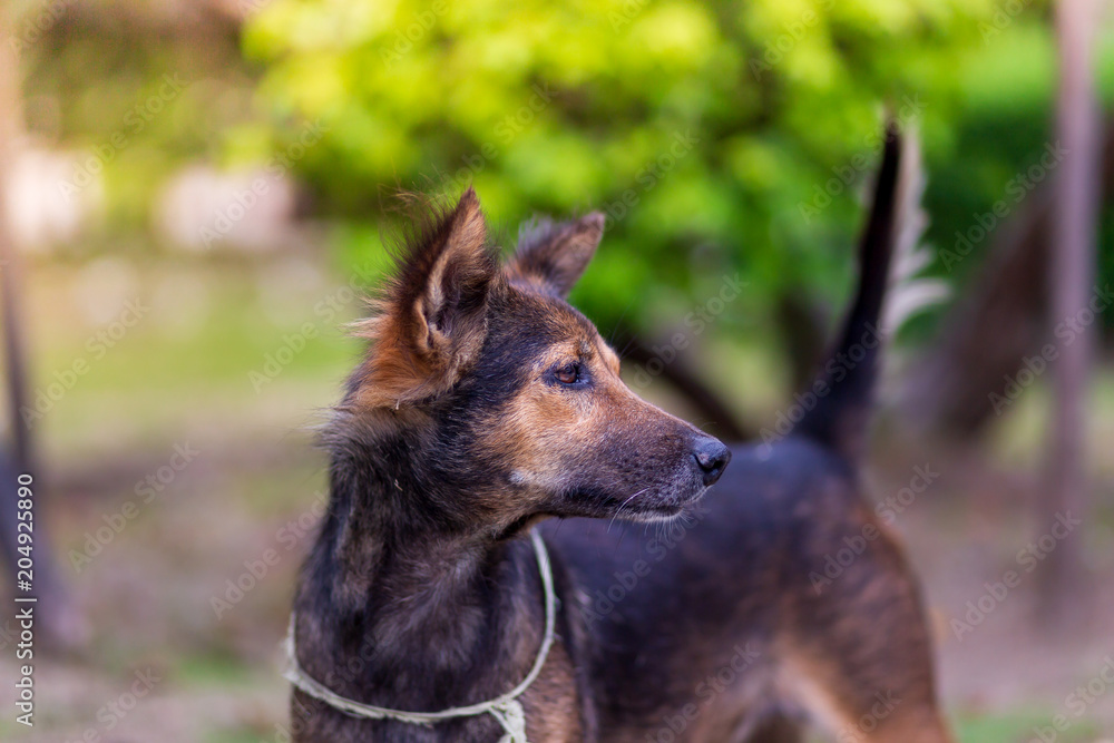 Amazing portrait of young dog during sunset standing in grass on blurred background Amazing portrait of young dog during sunset standing in grass on blurred background