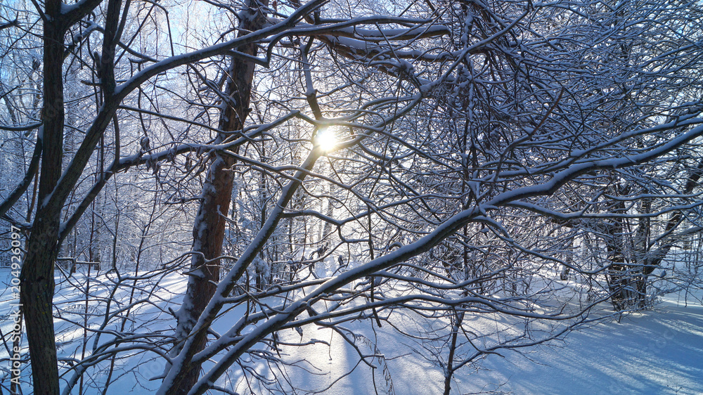 Obraz premium Winter forest