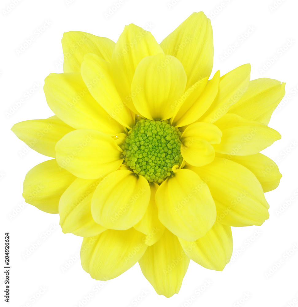 Obraz premium Wonderful Chrysanthemum (Chrysantheme) isolated on white background, including clipping path. Germany