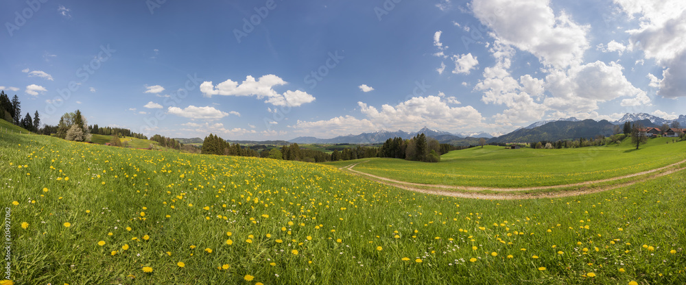 Fototapeta premium Panorama Landschaft im Allgäu bei Füssen mit Blumenwiese im Frühling