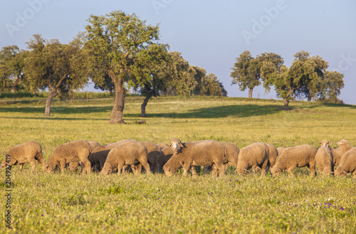 Flock of merina sheeps grazing free at Extremaduran dehesa, Spain photo