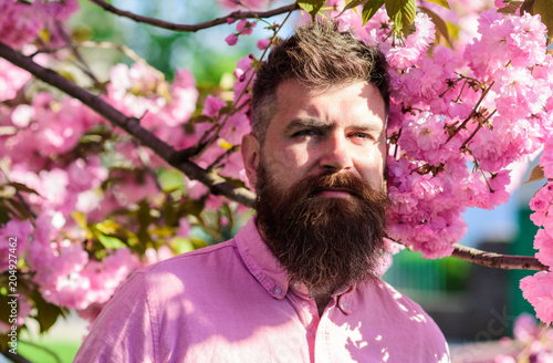 Harmony concept. Bearded man with stylish haircut with flowers of sakura on background. Hipster in pink shirt near branches of sakura tree. Man with beard and mustache on strict face near flowers.
