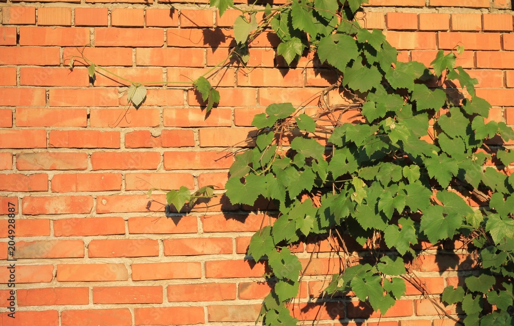 Fototapeta premium mur