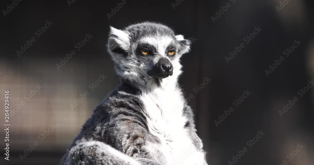 a funny fluffy lemur basking in the sun and sniffs at the smells a funny fluffy lemur basking in the sun and sniffs at the smells