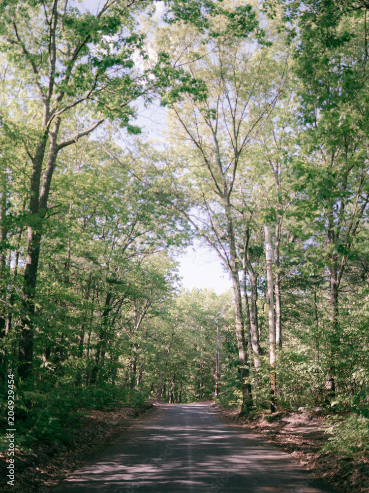 Naklejka premium road through the woods