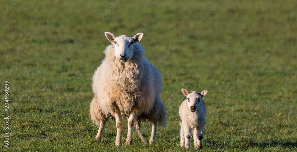 Obraz premium mother sheep with cute little spring lamb grazing in a field