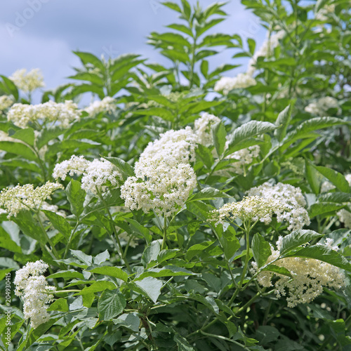 Blühender Holunder, Schwarzer Holunder, Sambucus nigra photo