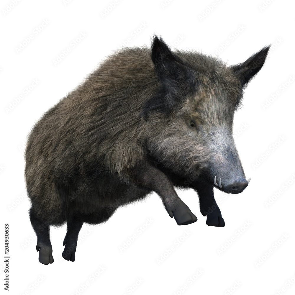 3D Rendering Wild Boar on White 3D Rendering Wild Boar on White