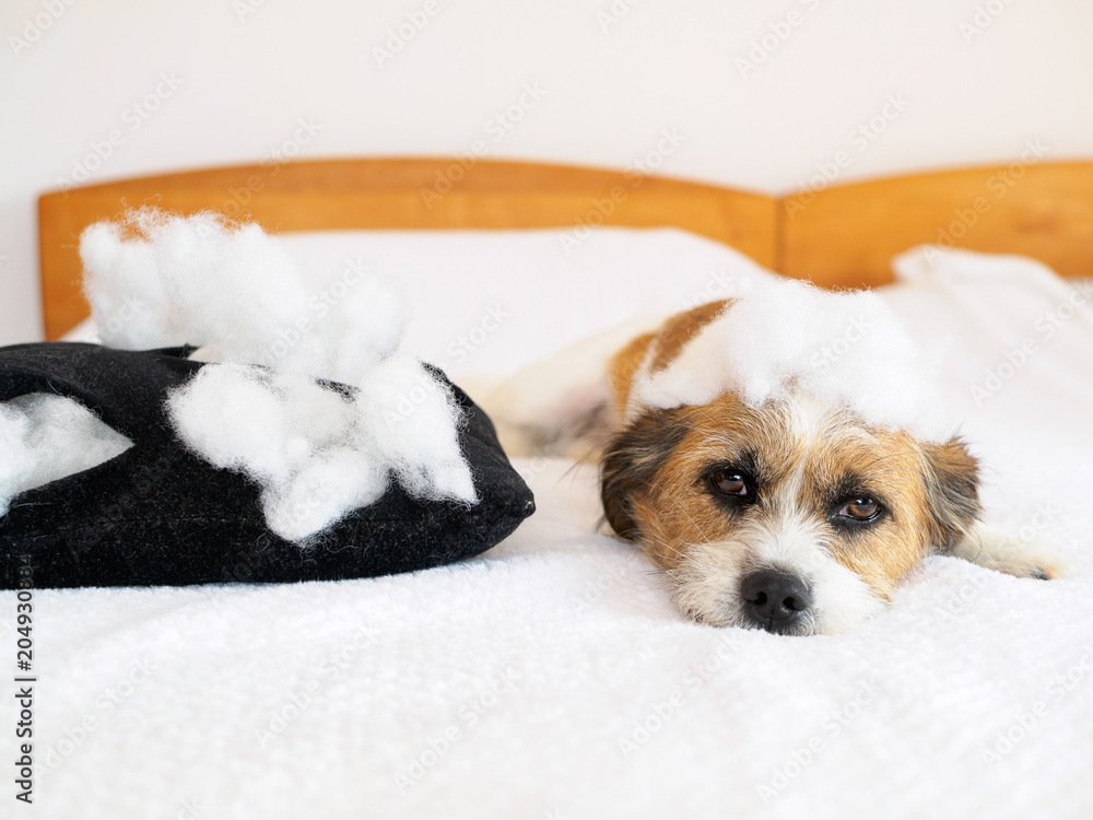 Hund mit zerissenen Kissen