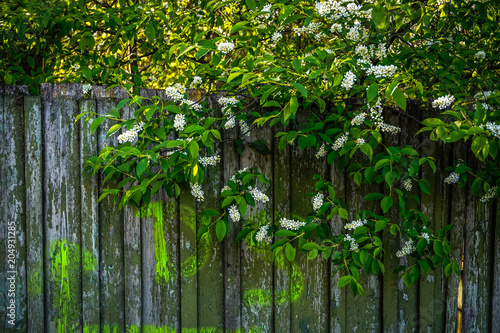 flowering cherry blossoms on the background of a wooden fence