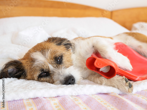 Foto Hund mit Wärmflasche im Arm