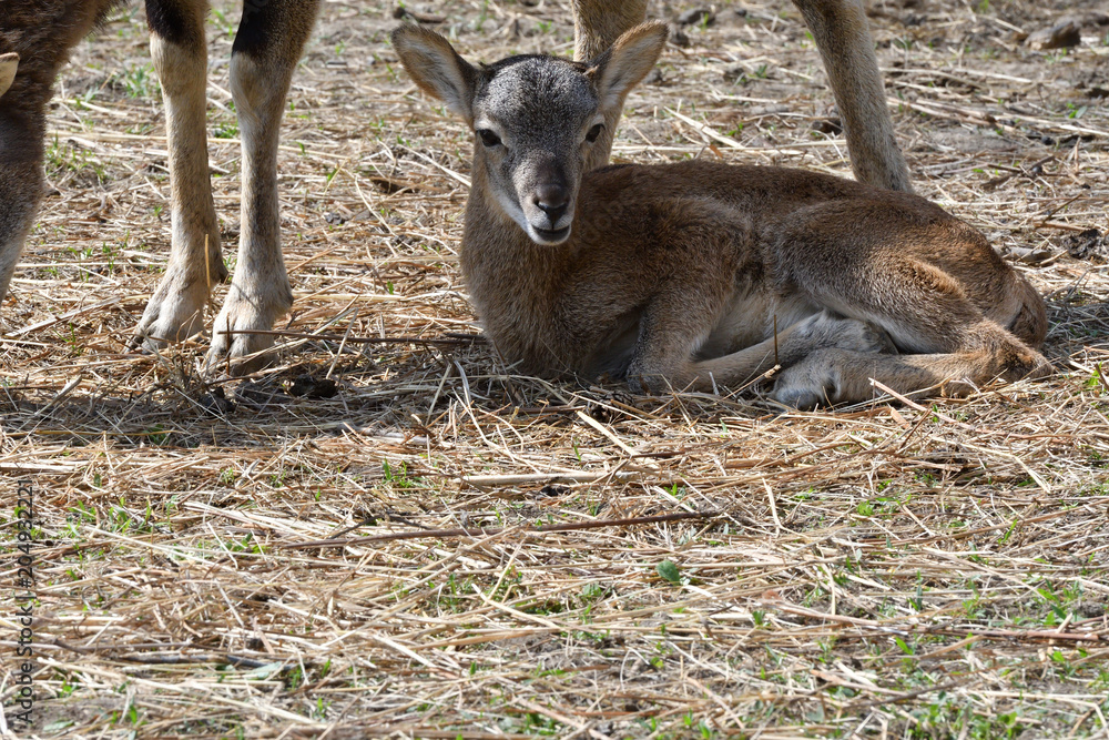Fototapeta premium little Mouflon lamb sitting on the grass close-up 