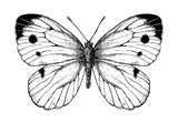Cabbage butterfly drawing on white background. Element for design.