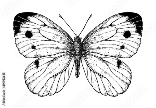 Cabbage butterfly drawing on white background. Element for design.
