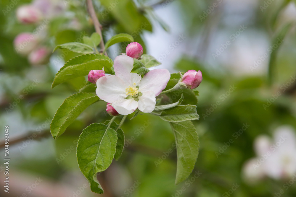 Springtime in orchard Springtime in orchard