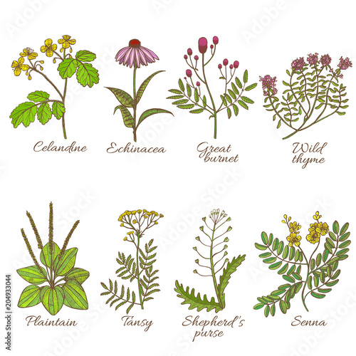 Colored Set of Medicinal Plants in Hand-Drawn Style