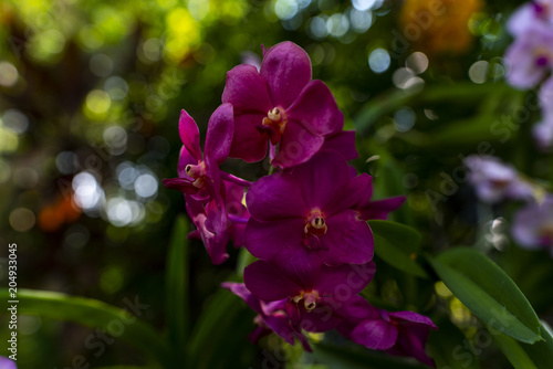 Orchids