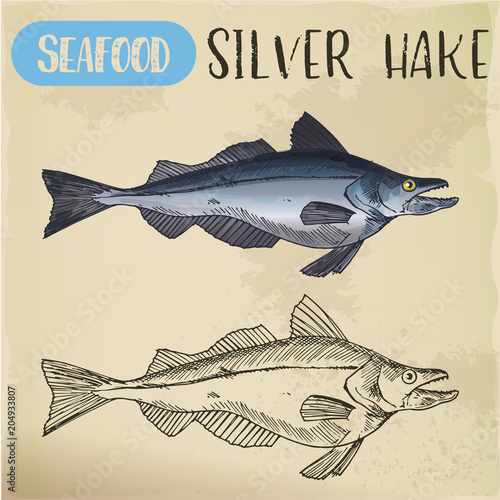 Silver hake or New England fish sketch
