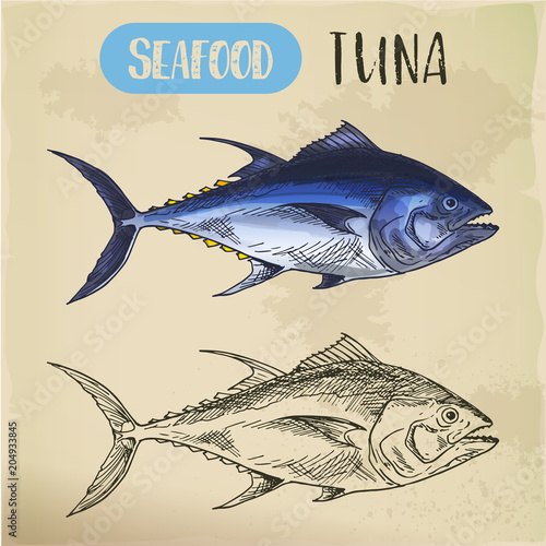 Bullet or bluefin tuna sketch for signboard