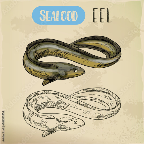 Spiny conger or electric, snake or mud eel sketch