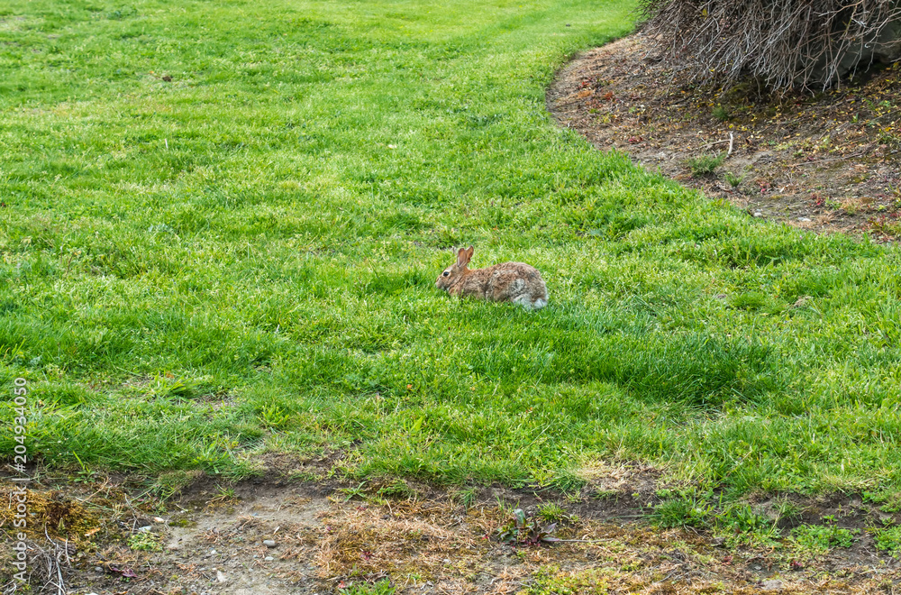 Obraz premium Rabbit In The Grass 2