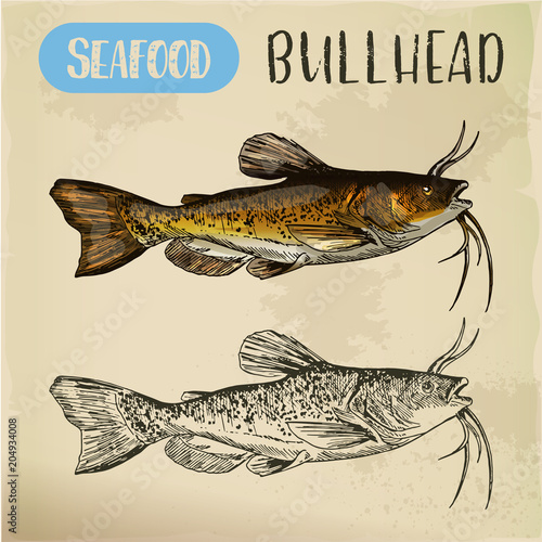 Sketch of bullhead or sculpin fish