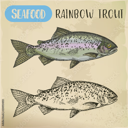 Rainbow trout sketch or coastal redband fish