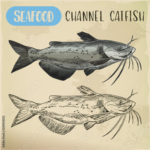 Channel catfish sketch. Seafood and fish