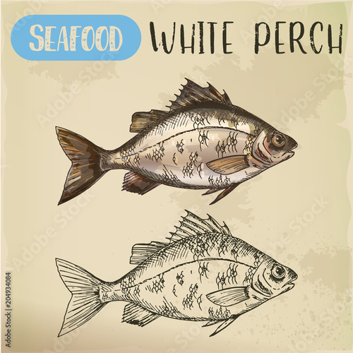 Sketch of perch or european perca. Fish seafood
