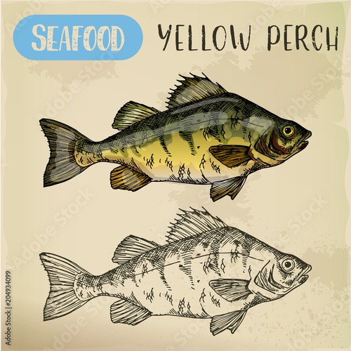 European yellow perch sketch. Fish, seafood