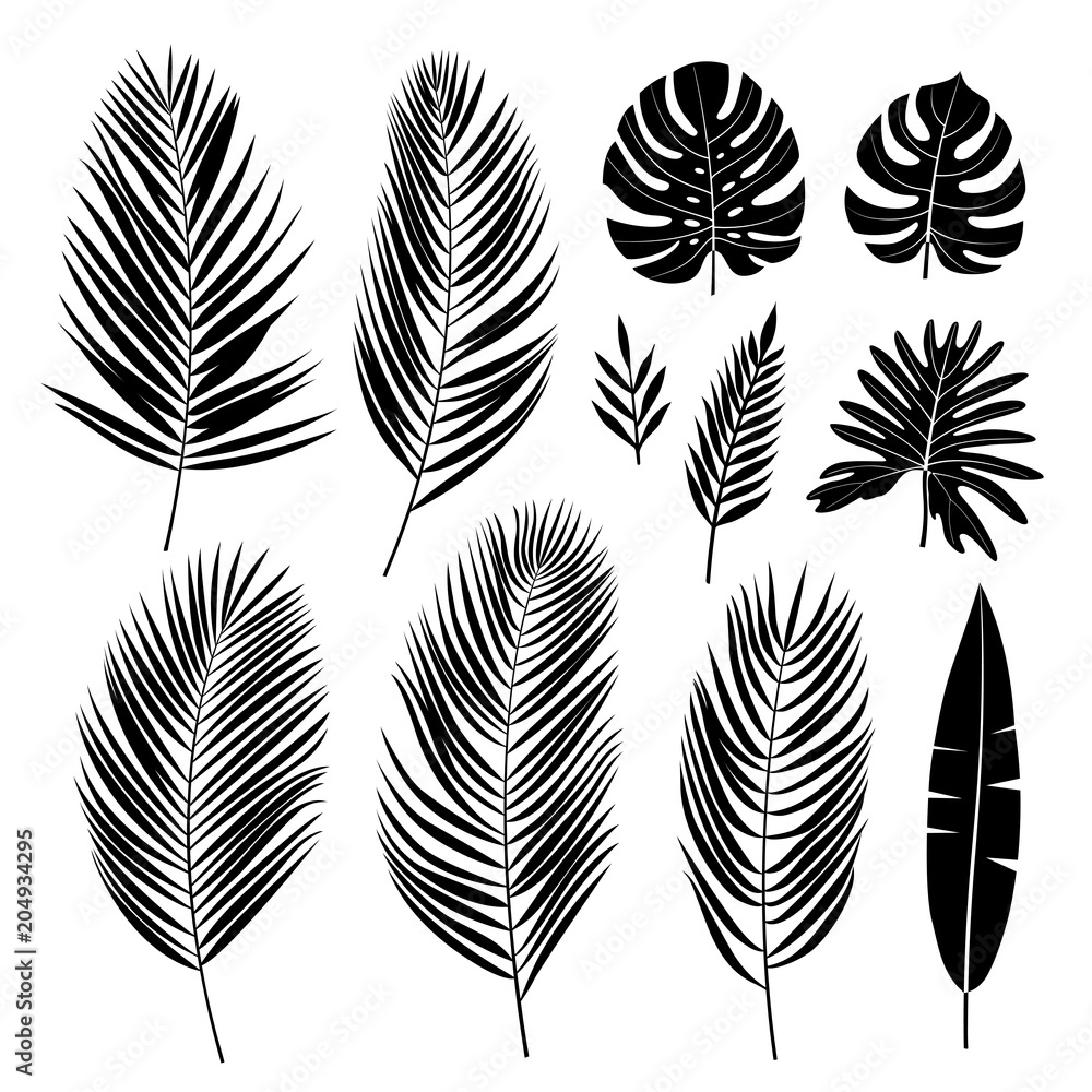 Obraz premium Set of palm leaves. Tropical plants. Vector collection.