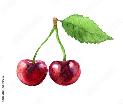 Cherry isolated on white background, watercolor illustration 