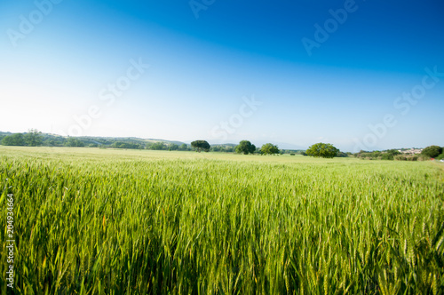 campo de cebada agitada por el viento